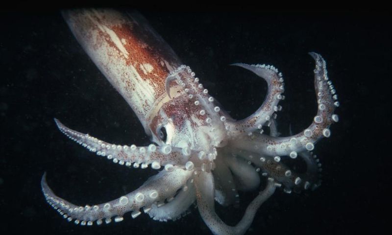 Squid