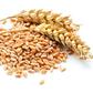 Grains