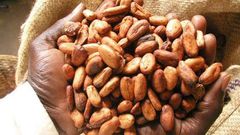 Government has agreed on an increase in the producer price of cocoa to the tune of 21.74% for the 2015/2016 crop season effective October 2, 2015.