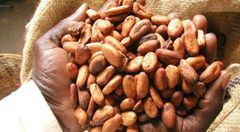 Government has agreed on an increase in the producer price of cocoa to the tune of 21.74% for the 2015/2016 crop season effective October 2, 2015.