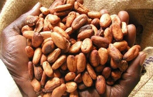 Government has agreed on an increase in the producer price of cocoa to the tune of 21.74% for the 2015/2016 crop season effective October 2, 2015.