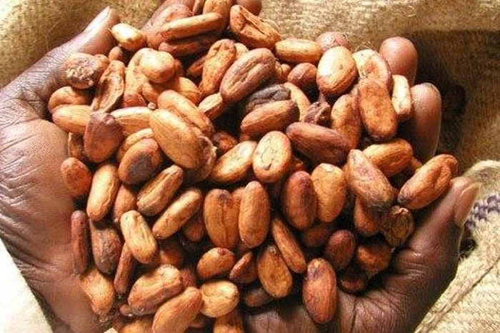 Government has agreed on an increase in the producer price of cocoa to the tune of 21.74% for the 2015/2016 crop season effective October 2, 2015.
