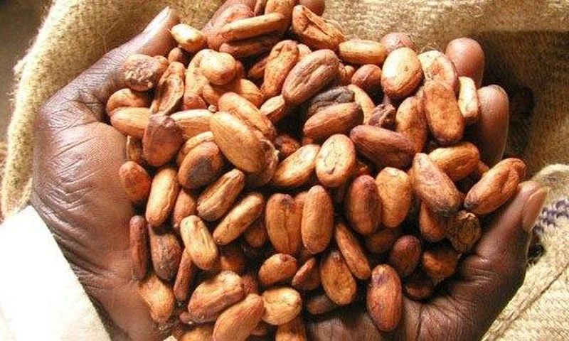 Government has agreed on an increase in the producer price of cocoa to the tune of 21.74% for the 2015/2016 crop season effective October 2, 2015.