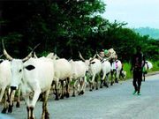 A Fulani man with his herd of cattle.