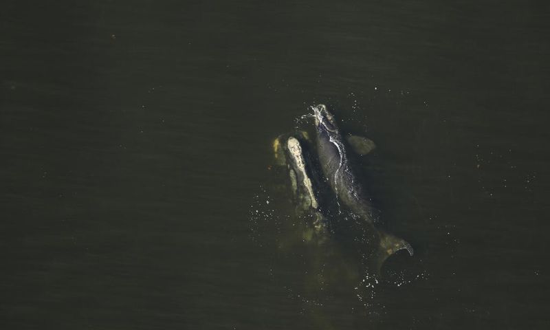 3 Newborn Endangered Right Whales Seen After Year With No Births