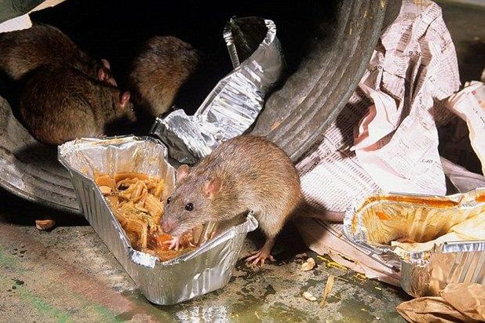 ___4113188___https:______static.pulse.com.gh___webservice___escenic___binary___4113188___2015___8___28___11___00B0BDE100000259-0-image-a-1_1440669657912