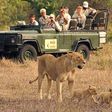 Group of tourist watching a lioness and her cubs.