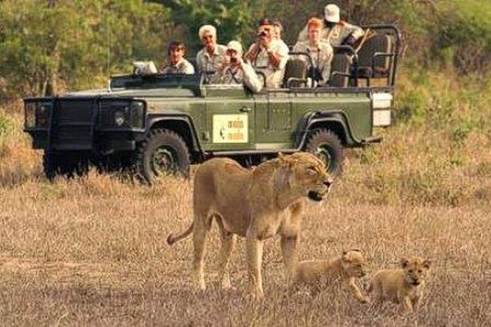 Group of tourist watching a lioness and her cubs.
