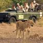 Group of tourist watching a lioness and her cubs.