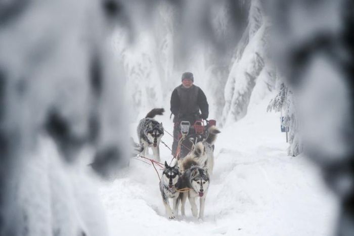More snow on the Czech Long Trail this year meant that only half the 100 mushers competing in one of Europe's toughest sled races finished