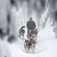 More snow on the Czech Long Trail this year meant that only half the 100 mushers competing in one of Europe's toughest sled races finished