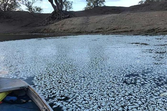 Just weeks after up to a million fish were killed, another mass death occurred in the Murray-Darling river system