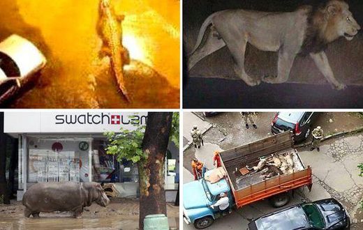Some of the escaped animals from the city zoo.