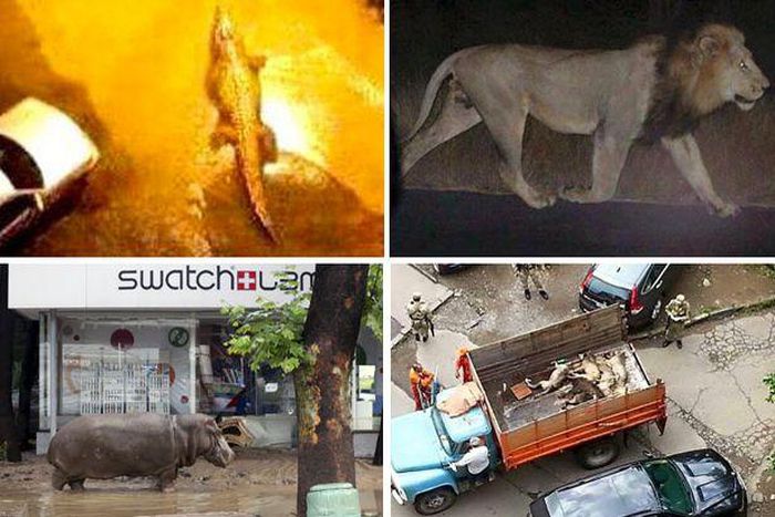 Some of the escaped animals from the city zoo.