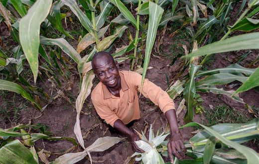 Private sector lends momentum to Ghana’s Planting for Food and Jobs Program
