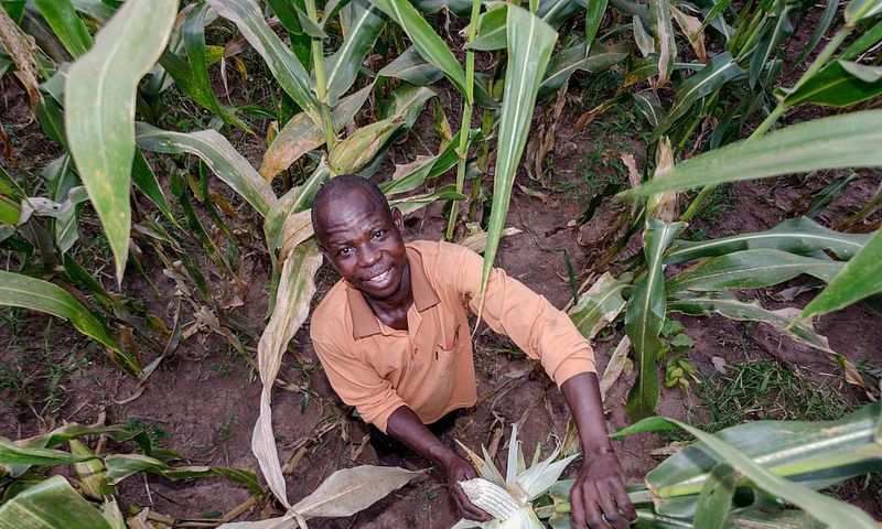 Private sector lends momentum to Ghana’s Planting for Food and Jobs Program