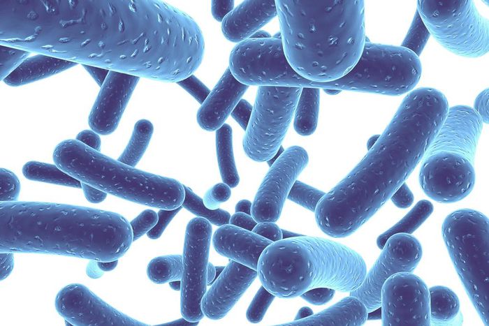 Probiotics found in foods like yoghurt