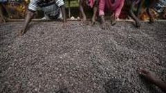 Ivory Coast weather boosting cocoa amid some concerns