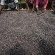 Ivory Coast weather boosting cocoa amid some concerns