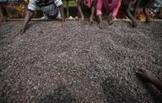 Ivory Coast weather boosting cocoa amid some concerns
