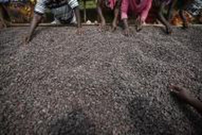 Ivory Coast weather boosting cocoa amid some concerns