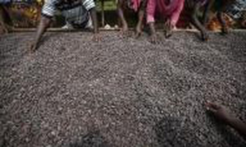Ivory Coast weather boosting cocoa amid some concerns