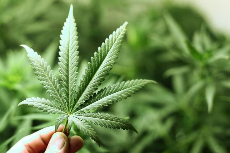 ___4008538___https:______static.pulse.com.gh___webservice___escenic___binary___4008538___2015___7___24___14___marijuana-leaf