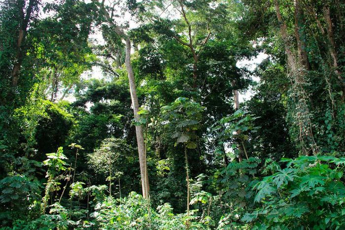 ___4027932___https:______static.pulse.com.gh___webservice___escenic___binary___4027932___2015___7___30___19___Forest-in-Ghana_02