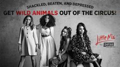 Little Mix joins PETA2 to call for the release of animals from circuses
