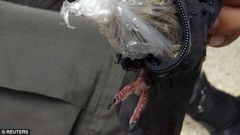 Carrier pigeon nabbed