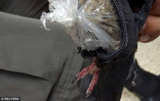 Carrier pigeon nabbed
