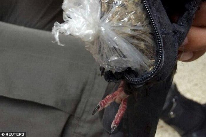 Carrier pigeon nabbed