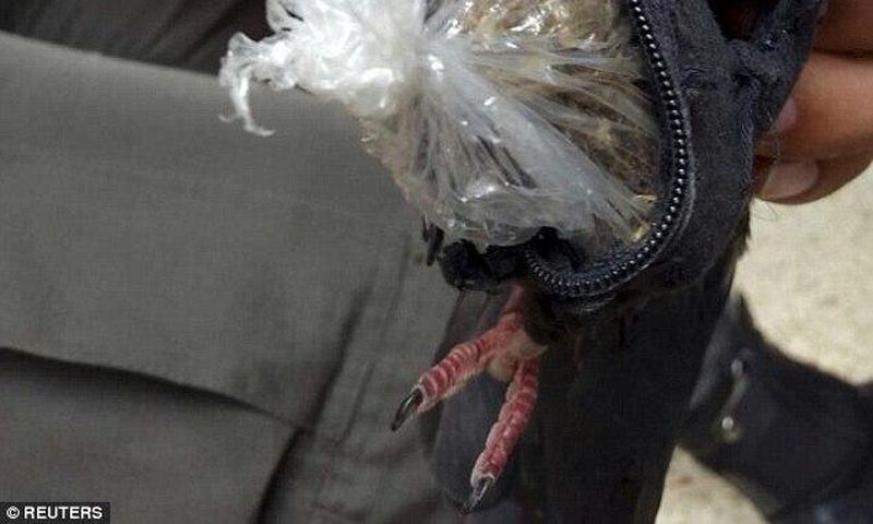 Carrier pigeon nabbed