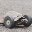 Tortoise, 90, gets wheels for legs after rat attack