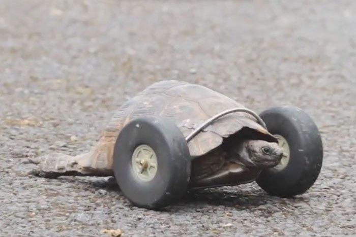 Tortoise, 90, gets wheels for legs after rat attack