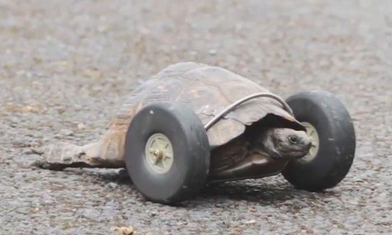 Tortoise, 90, gets wheels for legs after rat attack