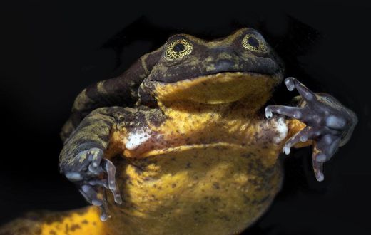 Romeo the Frog Finds His Juliet. Their Courtship May Save a Species.