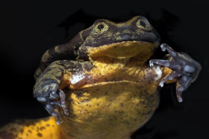 Romeo the Frog Finds His Juliet. Their Courtship May Save a Species.