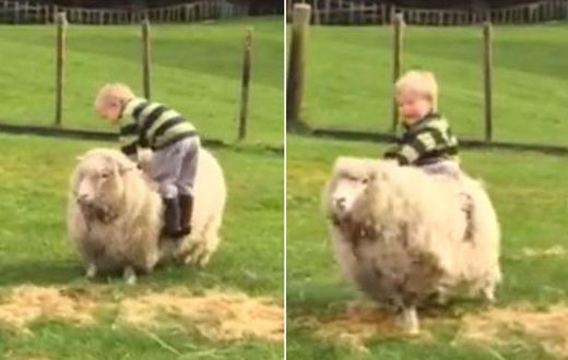 ___4072204___https:______static.pulse.com.gh___webservice___escenic___binary___4072204___2015___8___14___16___Toddler-trying-to-ride-a-sheep