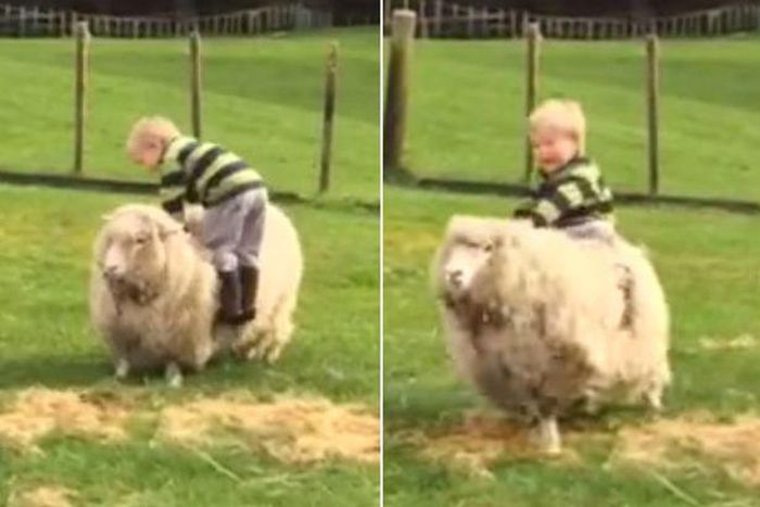 ___4072204___https:______static.pulse.com.gh___webservice___escenic___binary___4072204___2015___8___14___16___Toddler-trying-to-ride-a-sheep