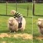 ___4072204___https:______static.pulse.com.gh___webservice___escenic___binary___4072204___2015___8___14___16___Toddler-trying-to-ride-a-sheep