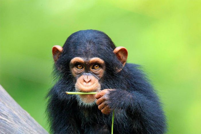 Chimpanzees can cook, scientists have discovered