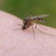 Mosquito bite