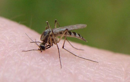 Mosquito bite