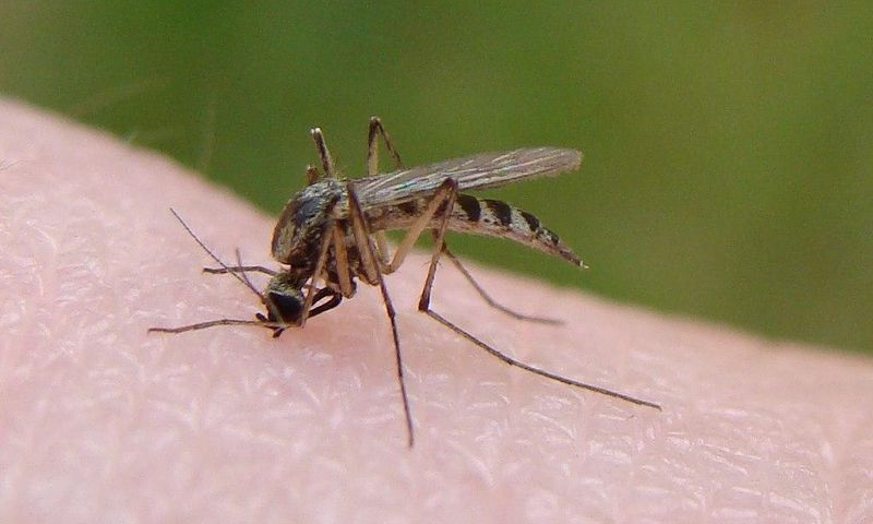 Mosquito bite