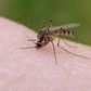 Mosquito bite