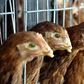 Britain confirms case of low-risk bird flu on farm
