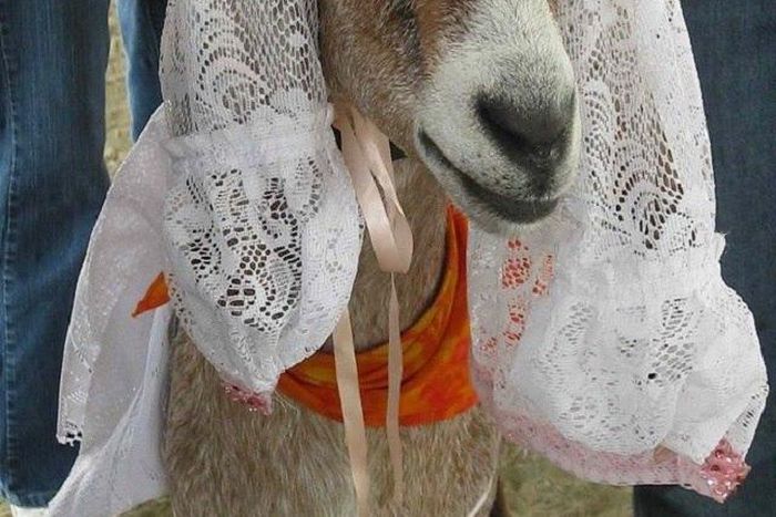 The Goat bride
