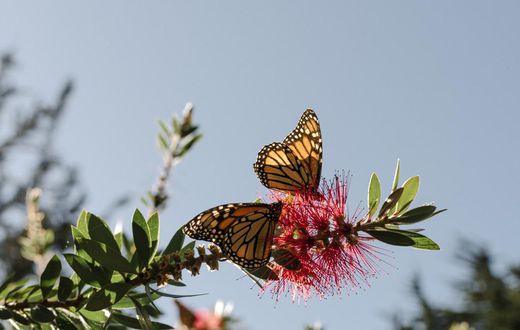 With 86% Drop, California's Monarch Butterfly Population Hits Record Low