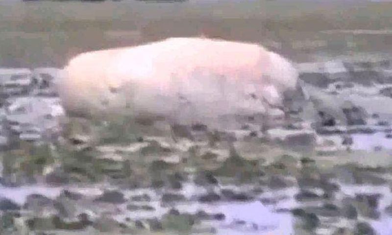 ___4251952___https:______static.pulse.com.gh___webservice___escenic___binary___4251952___2015___10___12___13___Japan-Tsunami-strange-creature_1